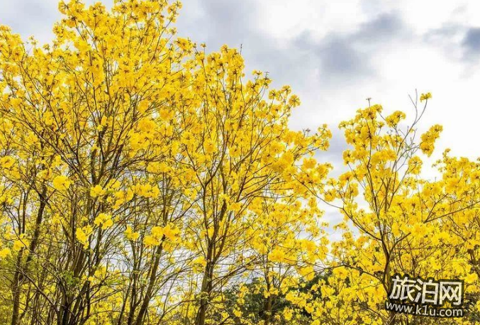 2018国内赏花攻略花期+交通+地点