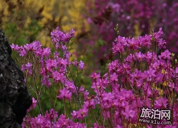 2018国内赏花攻略花期+交通+地点