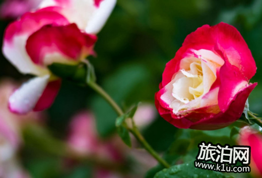 2018春季济南赏花攻略花期+地点+交通