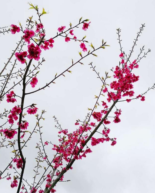 邵武櫻花古鎮(zhèn)游玩攻略 邵武櫻花古鎮(zhèn)游記