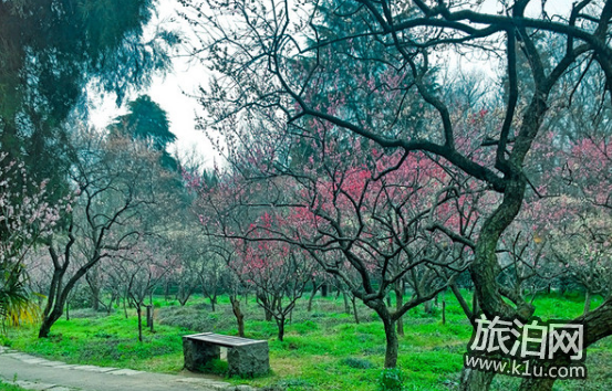 2018	南京春天賞花地點有哪些 2018南京賞花攻略花期+地點+門票+交通