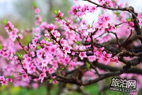 2018国内赏花攻略花期+交通+地点