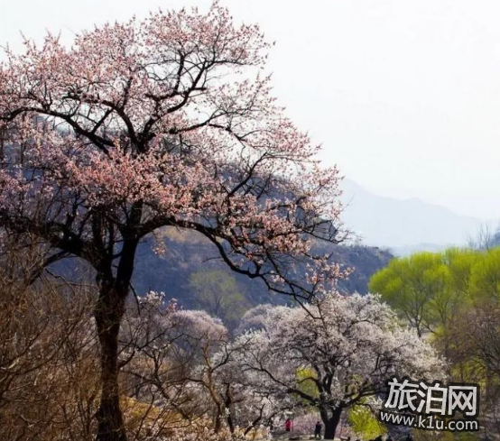 2018国内赏花攻略花期+交通+地点