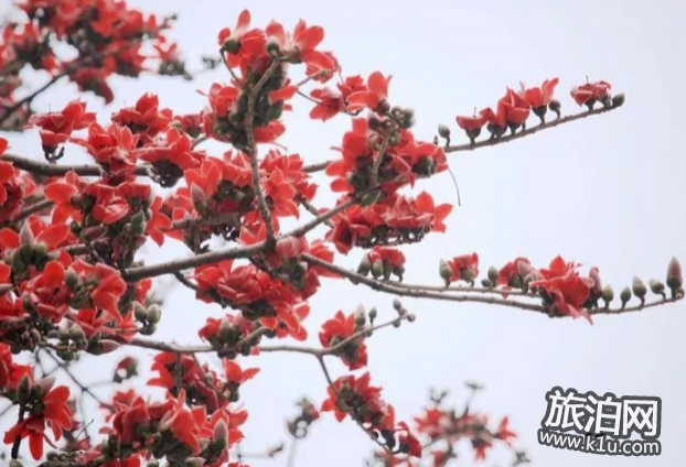 2018国内赏花攻略花期+交通+地点