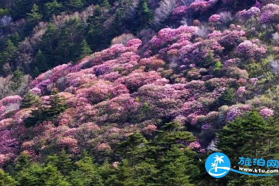 2018湖北賞花地圖  湖北賞花的地方有哪些