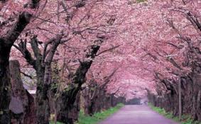 2022武汉大学樱花节可以随意免费进入吗