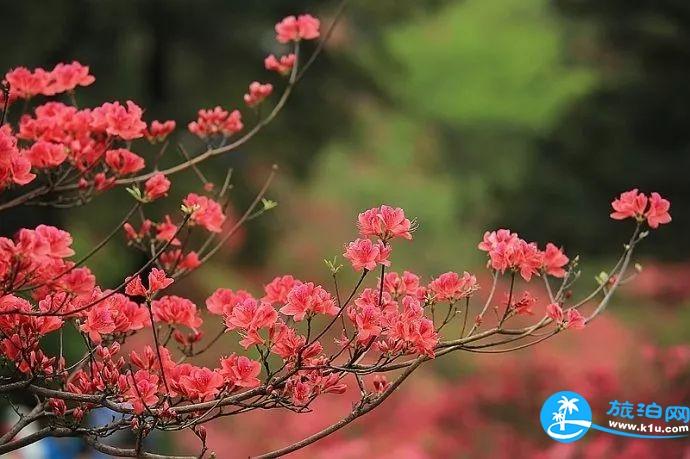 2018湖北賞花地圖  湖北賞花的地方有哪些