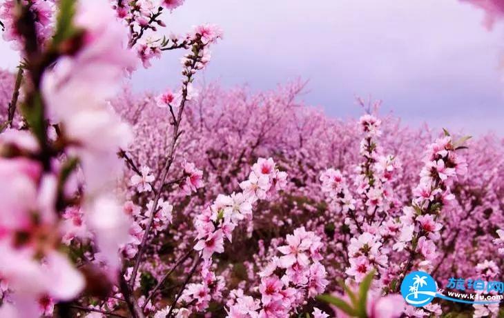 2018湖北賞花地圖  湖北賞花的地方有哪些