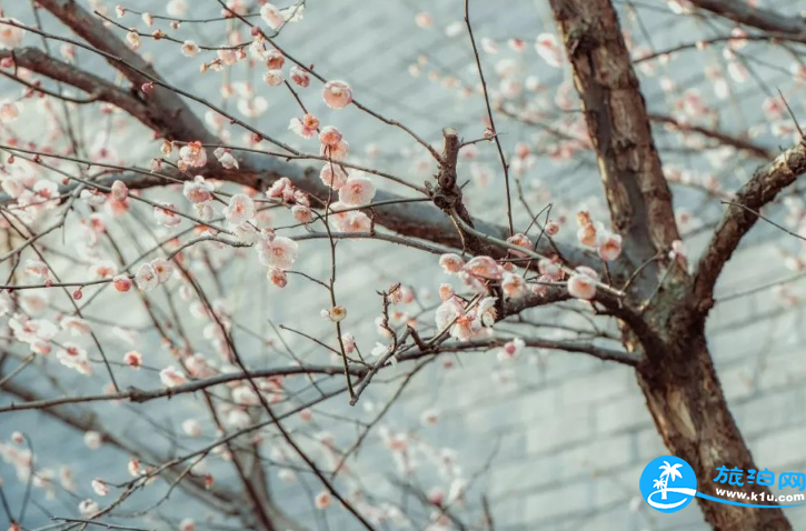 深圳赏花时间表2018年 2018深圳赏花攻略花期+地点