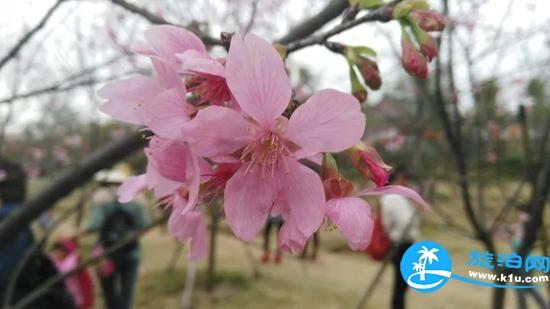 玉林哪里可以賞花 2018玉林賞花攻略地址+交通+門票