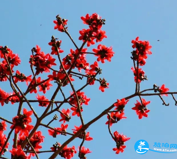 深圳赏花时间表2018年 2018深圳赏花攻略花期+地点