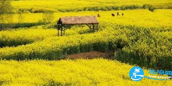 2018湖北賞花地圖  湖北賞花的地方有哪些