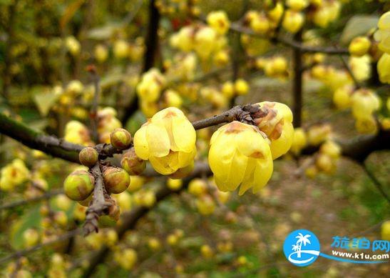 2018重庆周边赏花攻略 重庆赏花的地方有哪些