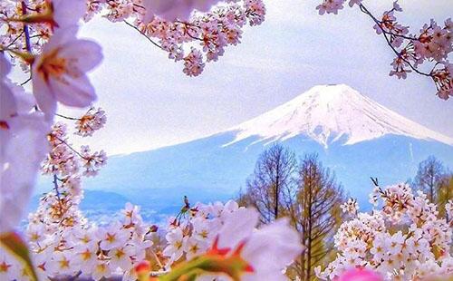 2022富士山樱花照片/图片(图文)