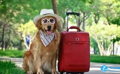 如何带宠物旅行 带宠物自驾游住宿怎么办