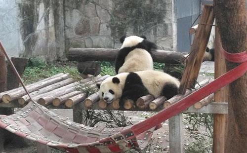 2018重慶動物園游記 重慶動物園好玩嗎