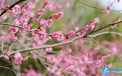 2018三八婦女節上海辰山植物園優惠活動