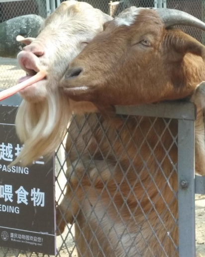 2018重慶動物園游記 重慶動物園好玩嗎