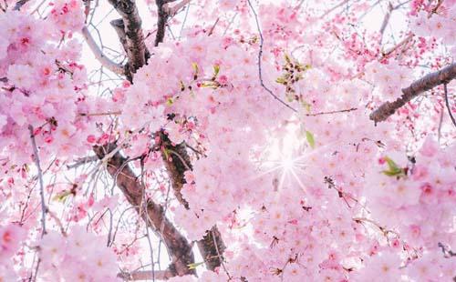 2018南山植物园樱花节举办时间+门票价格+交通攻略