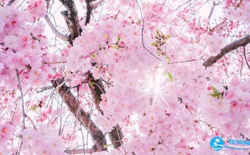 2018南山植物园樱花节举办时间+门票价格+交通攻略
