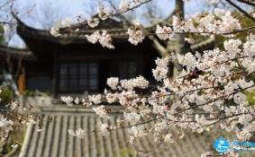 南京樱花在哪里看 2018南京樱花节攻略