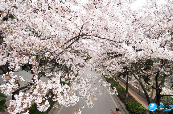 清明节适合去哪旅游 2018清明节旅游景点门票+地点+交通