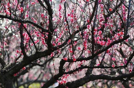 南京六合竹鎮(zhèn)桃花島賞花攻略(地址+花期+交通指南聯(lián)系方式)