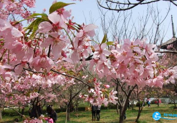 2018武汉东湖樱花节时间+门票+路线