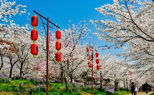 武汉堤角公园樱花开放时间及门票价格