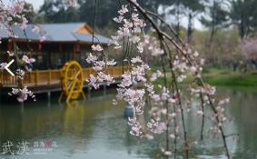 武汉东湖磨山樱园门票价格+开放时间+路线