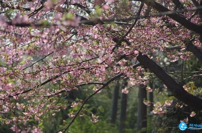 2018上海植物园樱花节活动(时间+门票)