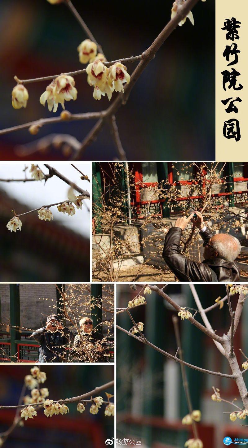 2018年北京观看腊梅花的公园有哪些