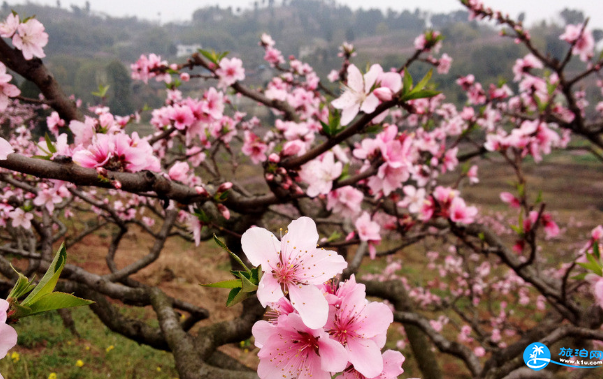 2018简阳桃花节门票价格+时间+地点