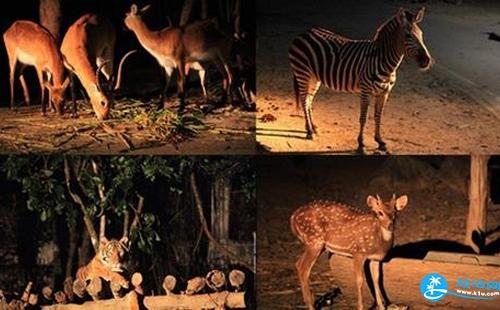 泰国夜间动物园多少钱 泰国夜间动物园交通+游览顺序