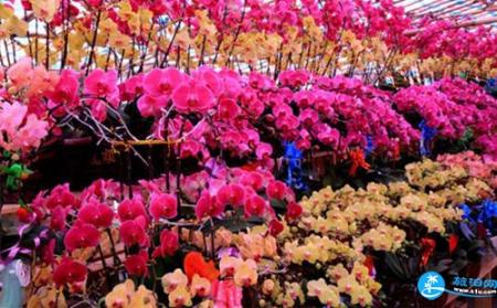 荷兰花卉小镇怎么去 荷兰花卉小镇地铁出口是什么