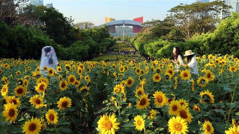 深圳市民中心向日葵在哪里 坐什么车去