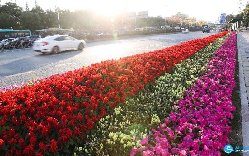 深圳龙华区福城街道附近有哪些可以赏花的地方
