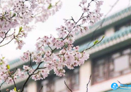 2018武大樱花预约注意事项 2018樱花开放期间校园管理通告内容