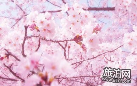 2018武汉大学樱花节预约网址+观赏路线+注意事项