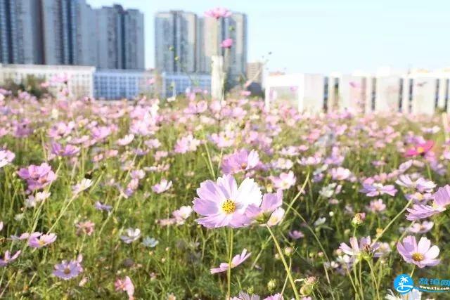 深圳龙华区福城街道附近有哪些可以赏花的地方