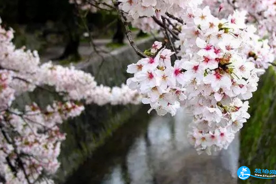 2018青白江櫻花節門票價格+時間+地點