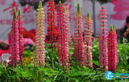 2018长沙植物园花展都有哪些花品种