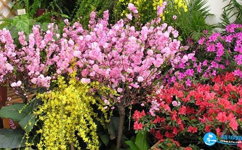 2018长沙植物园花展都有哪些花品种