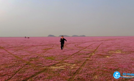 鄱陽湖看花海在哪里 鄱陽湖花海什么時候看