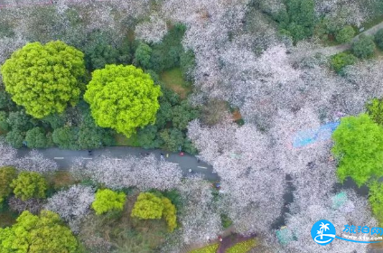 2018长沙植物园花展都有哪些花品种