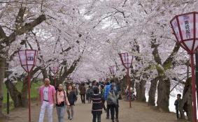 2018杭州双浦樱花节攻略(门票+自驾游路线)