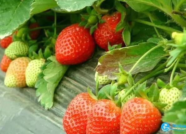 南京摘草莓的地方在哪里 南京摘草莓地方推荐