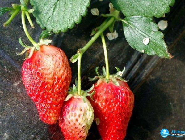南京摘草莓的地方在哪里 南京摘草莓地方推荐