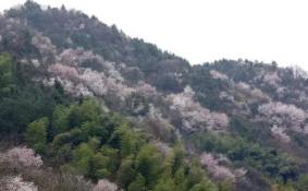 建德三都樱花分布图