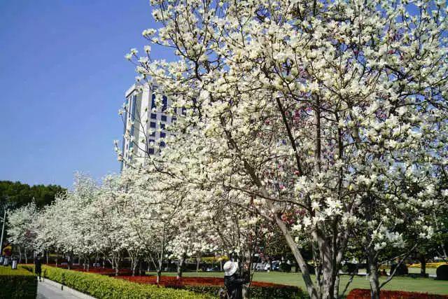 上海黄浦区哪里可以看玉兰花